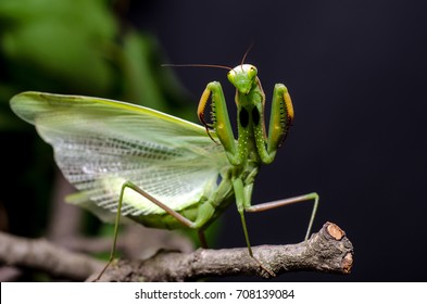 Mantis in defensieve houding