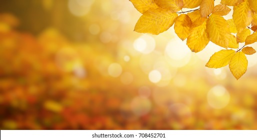 Herfstbladeren op de zon en vage bomen. Val achtergrond.