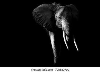 African elephant low key