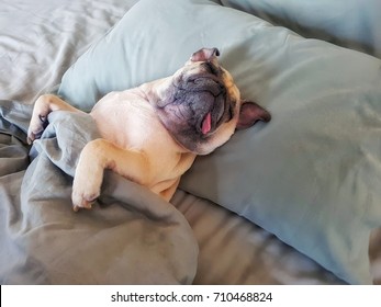 Lindo perro pug duerme sobre una almohada en la cama y se envuelve con una manta para sentirse feliz