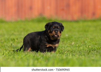 hermoso y poderoso cachorro rottweiler parado en la hierba