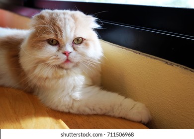 Dejlige kat persiske meget glatte hår.