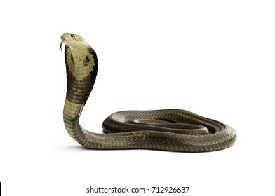 Terisolasi pada latar belakang putih ular kobra siam bermata satu (Naja kaouthia). ular kobra berbisa serius yang berbahaya adalah spesies yang tersebar luas di Asia Selatan dan Tenggara.
