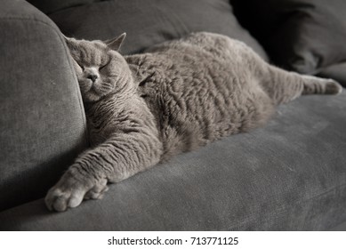 スコットランドのエジンバラにあるアパートのソファで寝ている怠け者のブリティッシュショートヘアの猫。完全にリラックスして顔を押しつぶしている