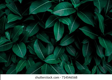 Grüne Blätter Textur Hintergrund, natürlicher Hintergrund und Tapete