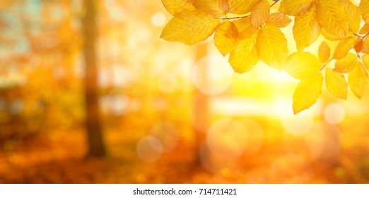 Herbstlaub auf der Sonne. Fallen Sie unscharfen Hintergrund.