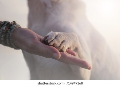 Kontakt zwischen Hundepfote und menschlicher Hand, Geste der Zuneigung