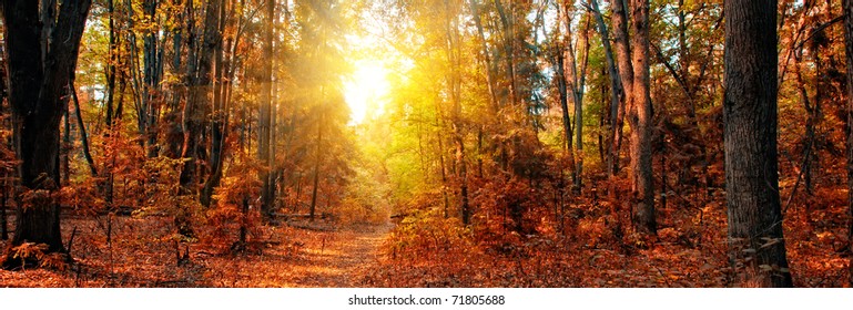秋の晴れた日の混交林のパノラマ