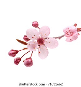 flor de cerezo rosa sakura en blanco