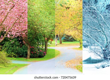 四季折々、同じ場所から同じ桜並木を撮影した4枚の合成コラージュ。木の枝がきれいに並んでいます。