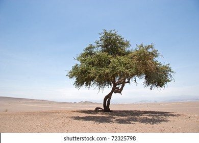 ペルーの砂漠 (ocucaje) ICA、ペルーの孤独な木