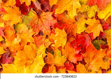 Dark fall leaves autumn HD wallpaper download