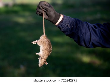 Boer met beschermende handschoenen met dode rat voor staart op boerderij. Rodenticidenconcept in de landbouw