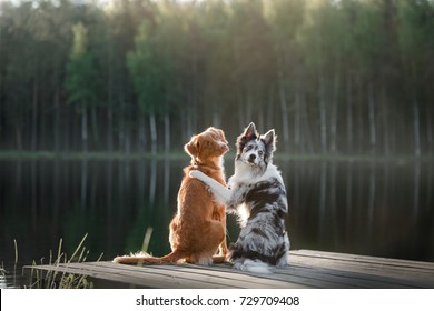 Twee honden buitenshuis, vriendschap, relatie, samen. Nova Scotia Duck Tolling Retriever en een border collie