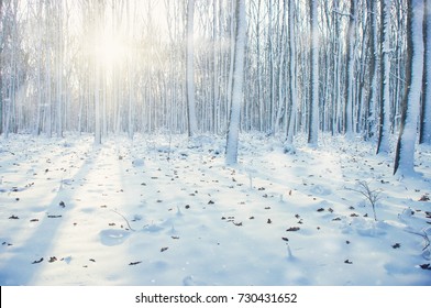 Bosque de invierno en sol y árbol en la nieve.
