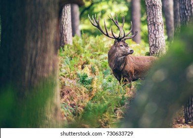 Red deer stag between ferns in autumn forest.