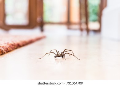 common house spider on a smooth tile floor seen from ground level in a kitchen in a residential home