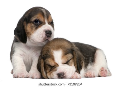 Dos cachorros Beagle, 1 mes de edad, frente al Fondo blanco