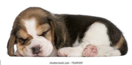 Cachorro Beagle, 1 mes de edad, acostado frente al Fondo blanco