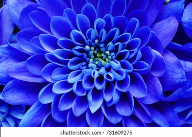 Blue flower background : close up of blue flower, aster with blue petals for background or texture