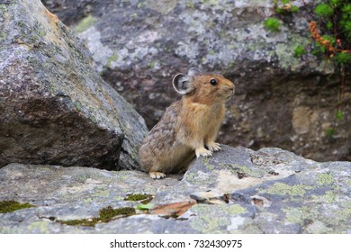 マウント エディス キャベル エリア、ジャスパー国立公園、AB - プロファイル ビューの岩の上に座っているかわいい小さなピカ マウス