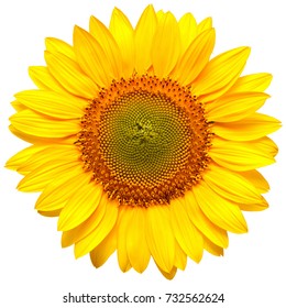 Blume der Sonnenblume lokalisiert auf weißem Hintergrund. Samen und Öl. Flache Lage, Draufsicht