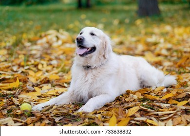 Old Golden Retriever yace en suelo amarillo en otoño. Está descansando durante la caminata o esperando el comando del dueño.