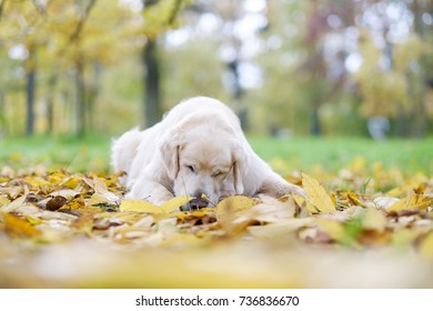Old Golden Retriever yace en suelo amarillo en otoño. Está descansando durante la caminata o esperando el comando del dueño.
