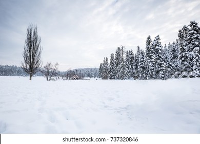 Vista del paisaje invernal con bosque de pinos en un día nublado y aburrido. Una pequeña casa de barbacoa en el fondo