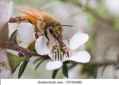 Honingbij op Manuka-bloem die stuifmeel en nectar verzamelt om manuka-honing te maken met medicinale voordelen