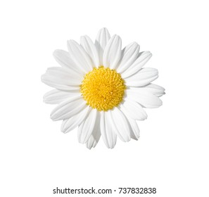 Gänseblümchen auf Weiß mit Beschneidungspfad
