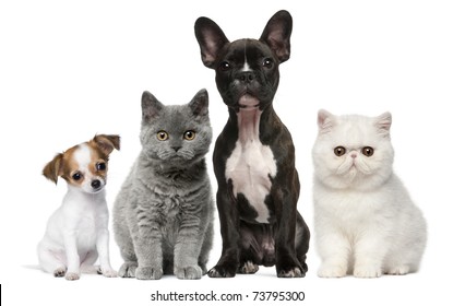 白い背景の前に犬と猫のグループ