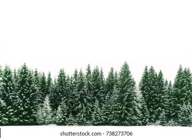 Grantræskov dækket af ny sne i vinterjuletiden. Vinterscenen er næsten duotone på grund af kontrasten mellem de frostklare grantræer, hvid sneforgrund og hvid himmel.