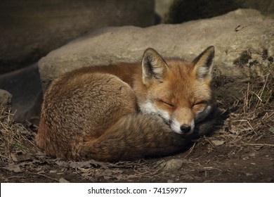 Sleeping Fox 4K wallpaper download