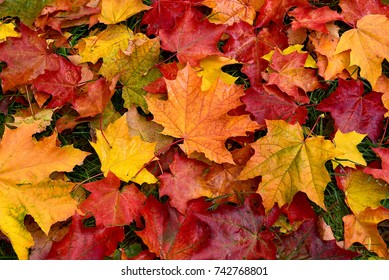 Herbst. Mehrfarbige Ahornblätter liegen auf dem Gras.
