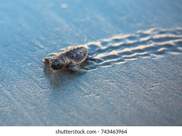 Baby-Meeresschildkrötenspuren bei Sonnenaufgang
