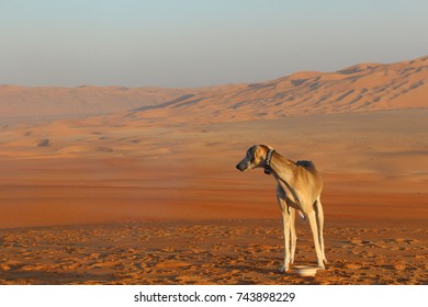 砂漠の犬