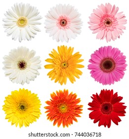 白背景に分離されたカラフルなガーベラ バラの花コレクションのセットです。赤、ピンク、黄色、白、オレンジ色の .studio ショット