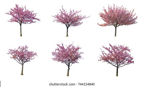 set bunga sakura merah muda mekar penuh Jepang atau pohon bunga sakura terisolasi dengan latar belakang putih.