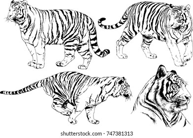 Tiger hand Logo Vector (.AI) Free Download