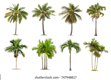 Cocoteros y palmeras Árbol aislado sobre fondo blanco, la colección de árboles. Los árboles grandes crecen en verano, haciendo que el tronco sea grande.