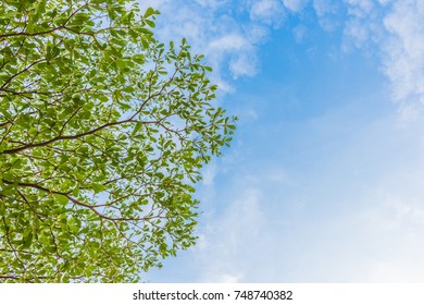 green leaf and blue sky