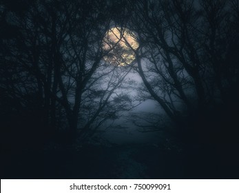 bosque aterrador en la noche con luna llena