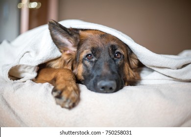 Leuke Duitse herder in een deken op bed. Lieve hond in huis. Langzaam leven