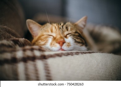 Vista frontal de un lindo y hermoso gato durmiendo en sus sueños en una clásica colcha con motivos británicos