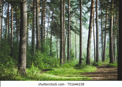 Schöner Sommerwald mit verschiedenen Bäumen
