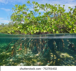 水面の上と下のマングローブの木、喫水線の上の緑の葉と水中の海洋生物の根、カリブ海
