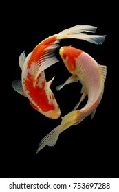 pez koi pez, koi, animal, fondo, blanco, dorado, carpa, colorido, rojo