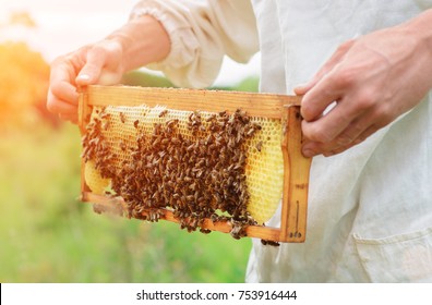De imker houdt een honingcel met bijen in zijn handen. Bijenteelt. Bijenstal