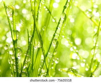 Fresh morning dew on spring grass, natural background - close up with shallow DOF.